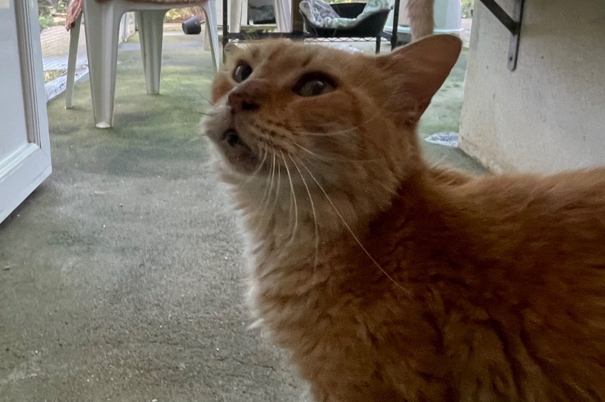 Pouchine - Chat Européen à adopter - photo 2