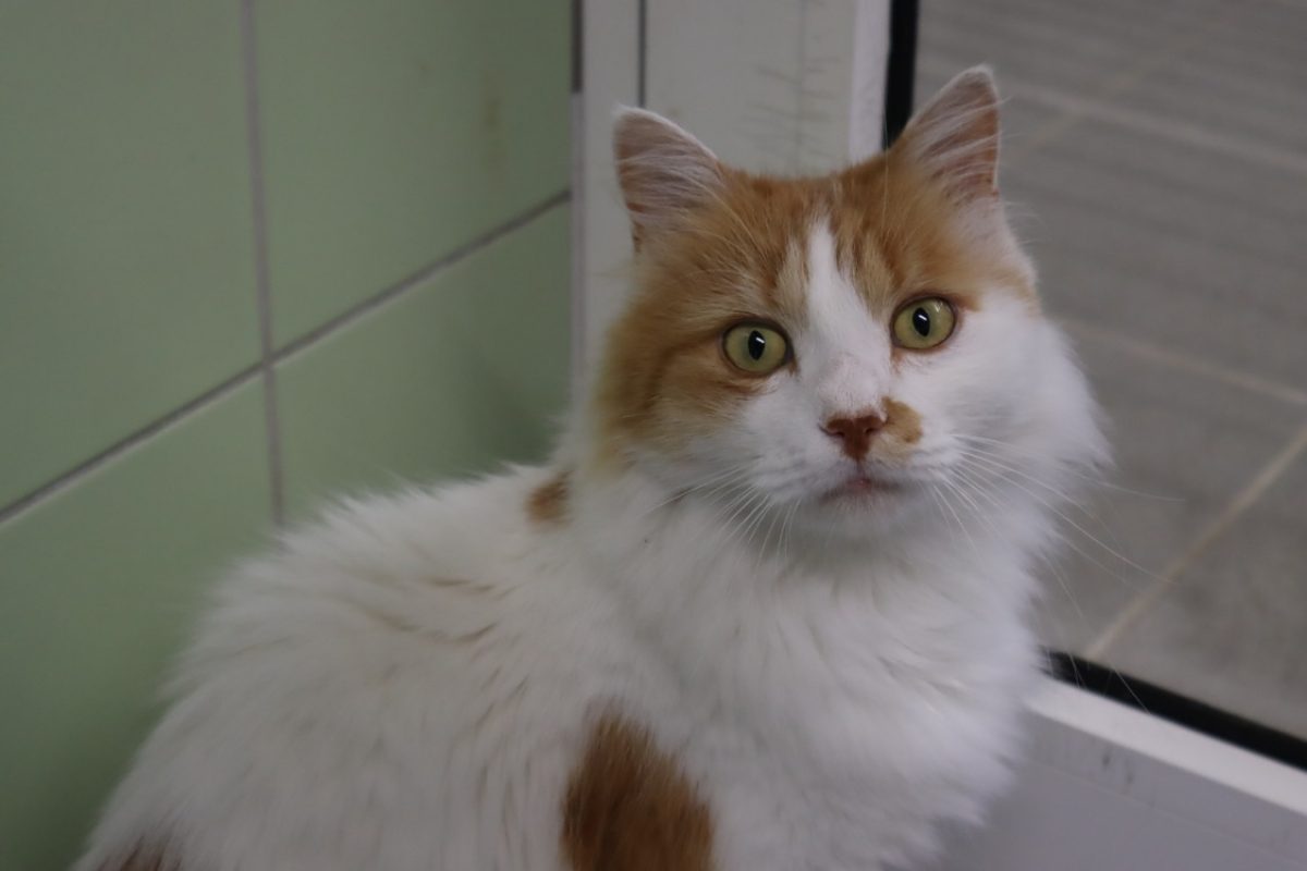 Squat - Chat Européen à adopter