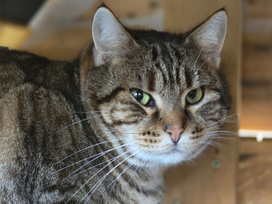 Photo #2 de Calisson