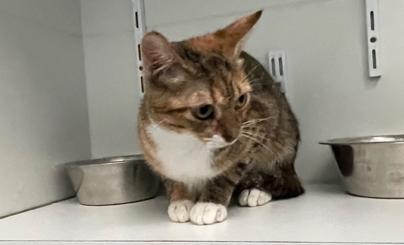 Duchesse - Chat Européen à adopter