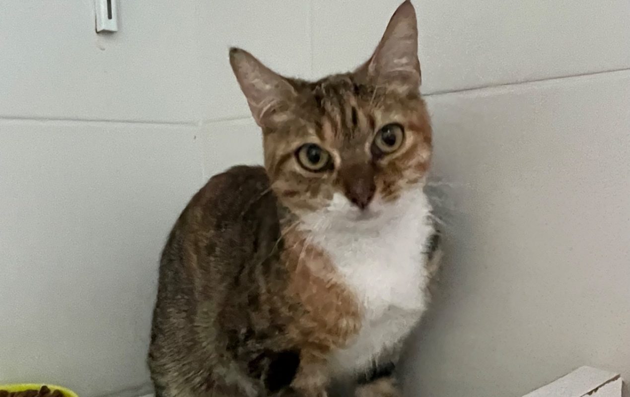 Duchesse - Chat Européen à adopter - photo 2