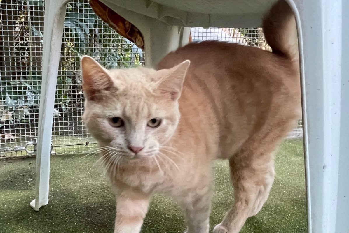 Bo - Chat Européen à adopter