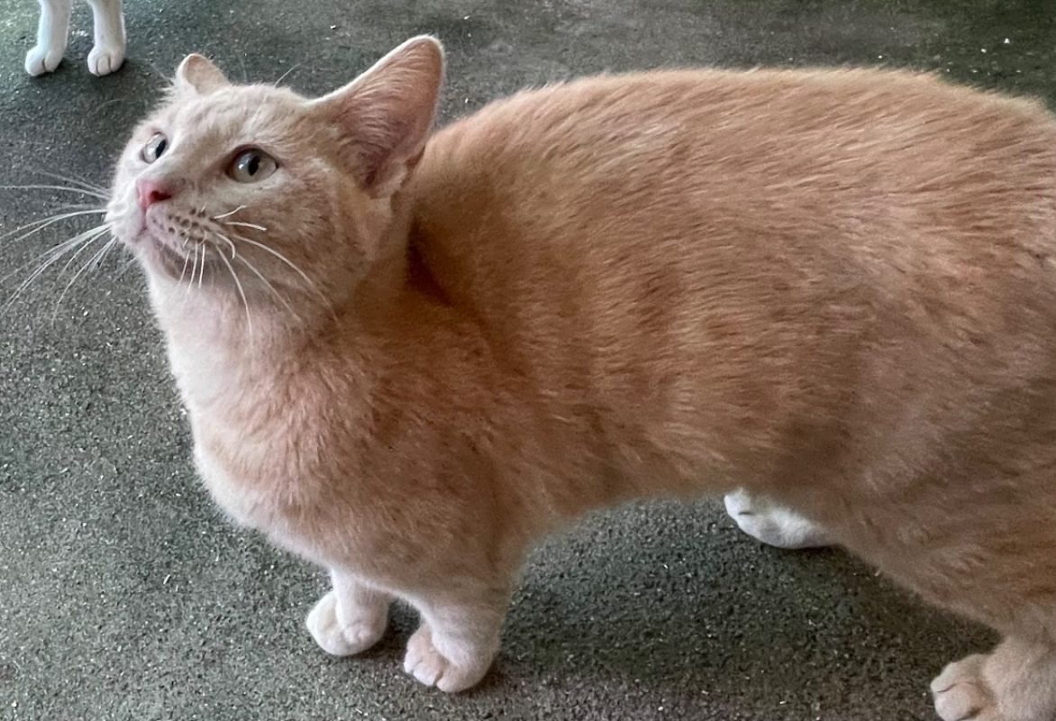 Bo - Chat Européen à adopter - photo 2