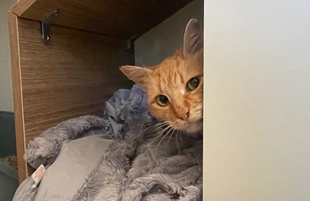 Capoti - Chat Européen à adopter