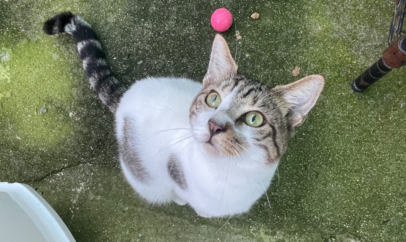 Armani - Chat Européen à adopter