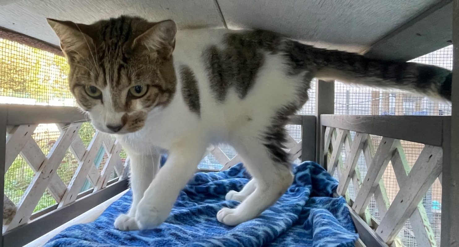 Armani - Chat Européen à adopter - photo 2