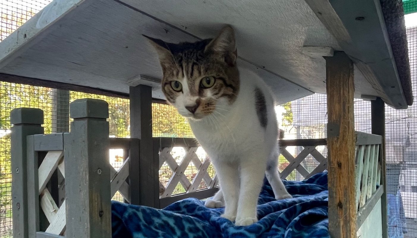Armani - Chat Européen à adopter - photo 3