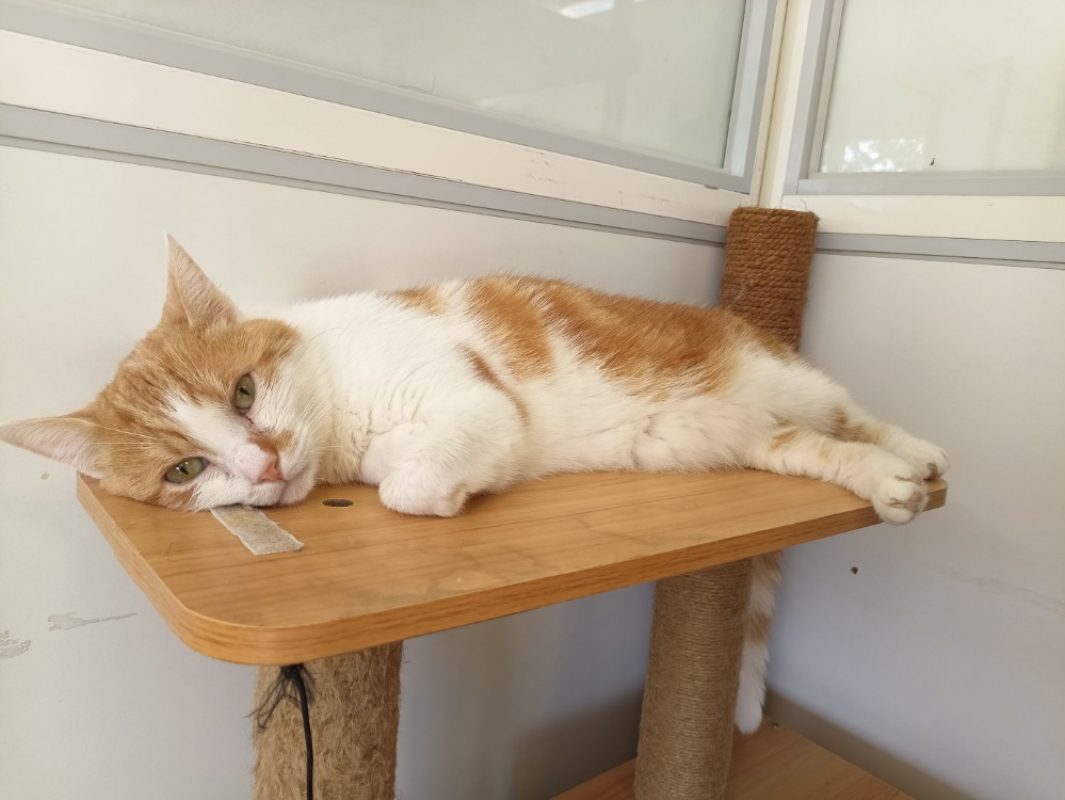 Menfils en sos - Chat Européen à adopter