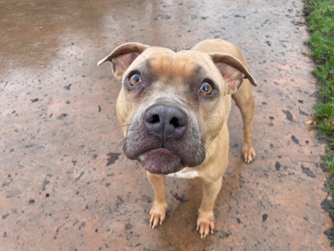 Ika - Chien à adopter