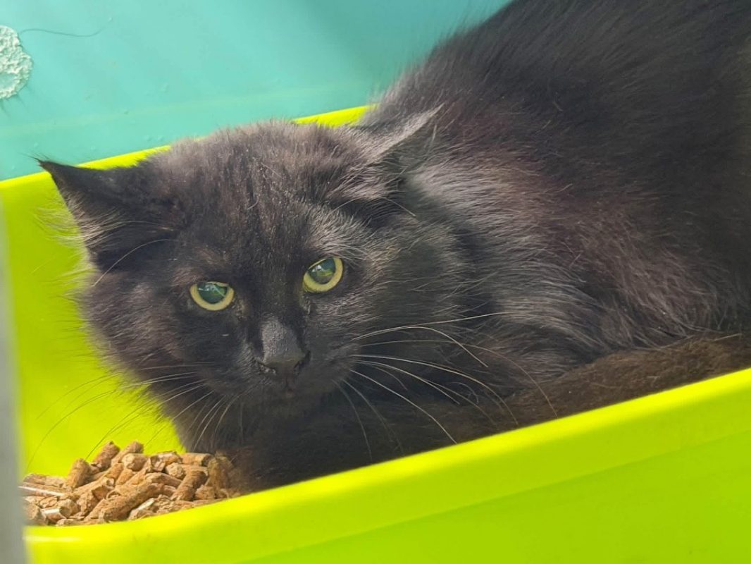 Teo - Chat à adopter