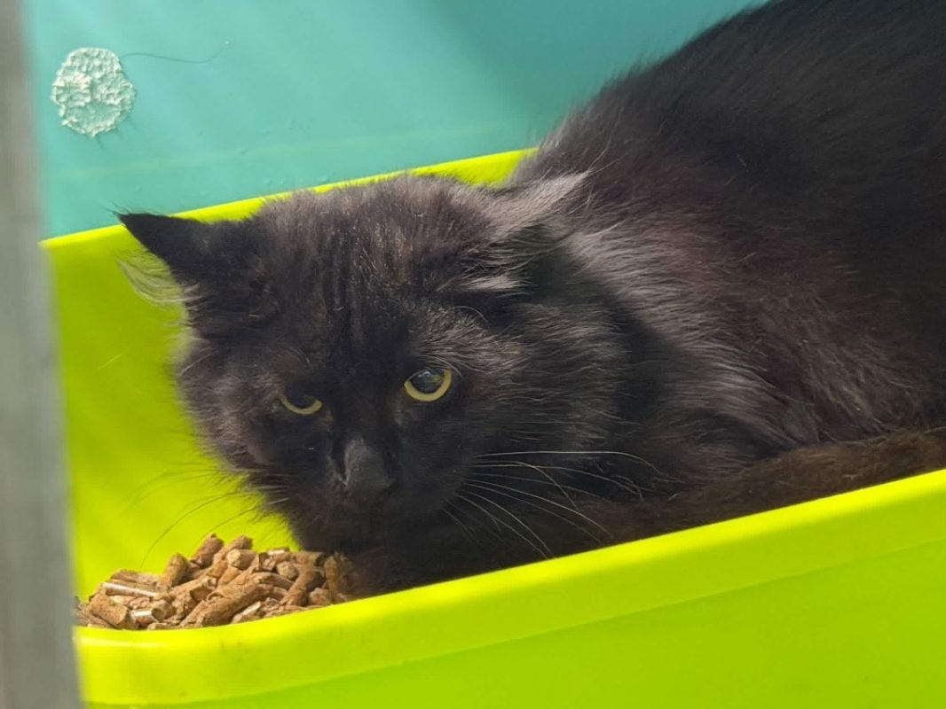 Teo - Chat à adopter - photo 2