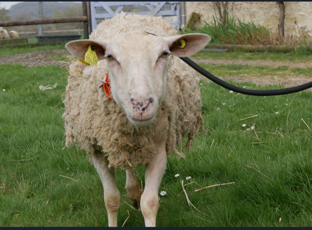 Tahiti - Animal de ferme Mouton à adopter