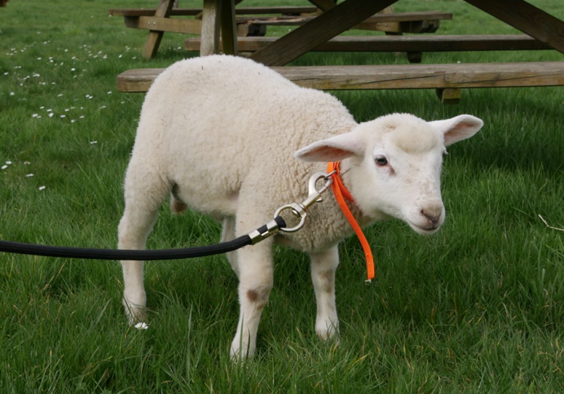 Totoro - Animal de ferme Mouton à adopter