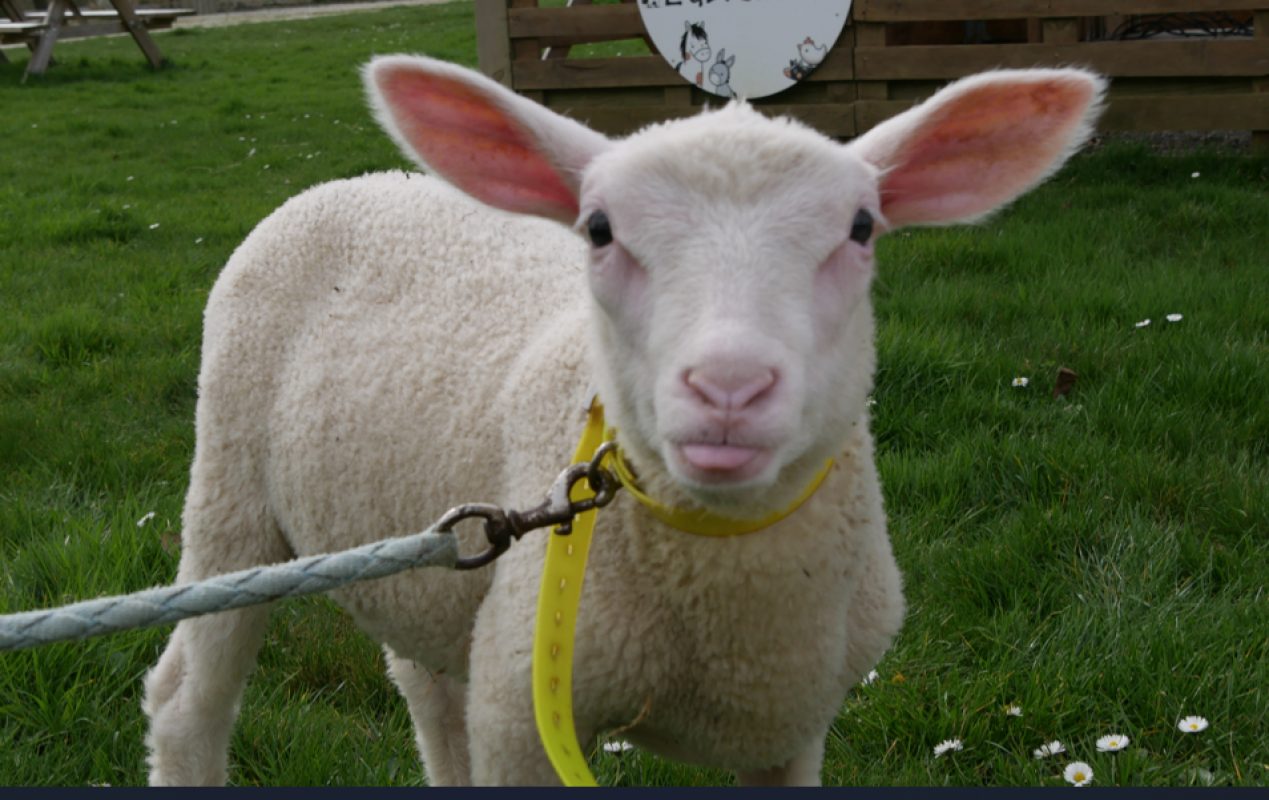 Tanjiro - Animal de ferme Mouton à adopter
