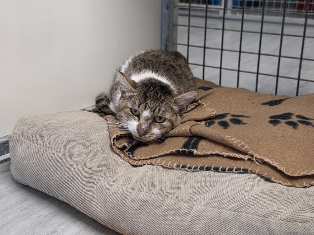 Patediction - Chat Européen à adopter