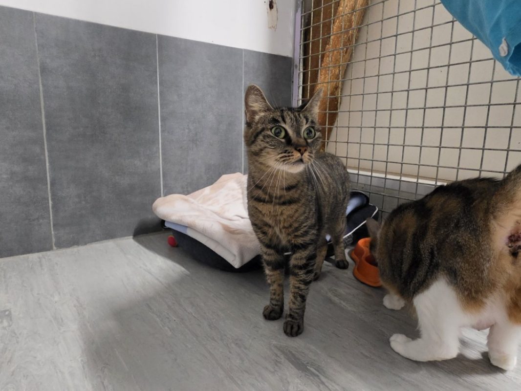 Katy - Chat Européen à adopter