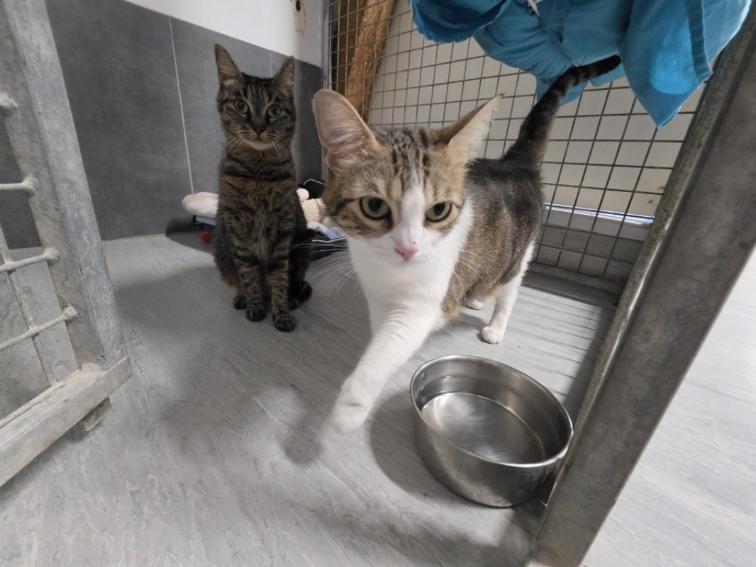 Cookie - Chat Européen à adopter