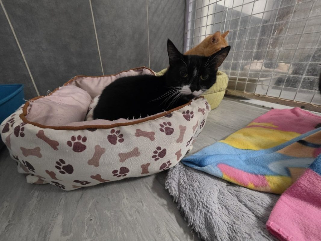 Tosca - Chat Européen à adopter