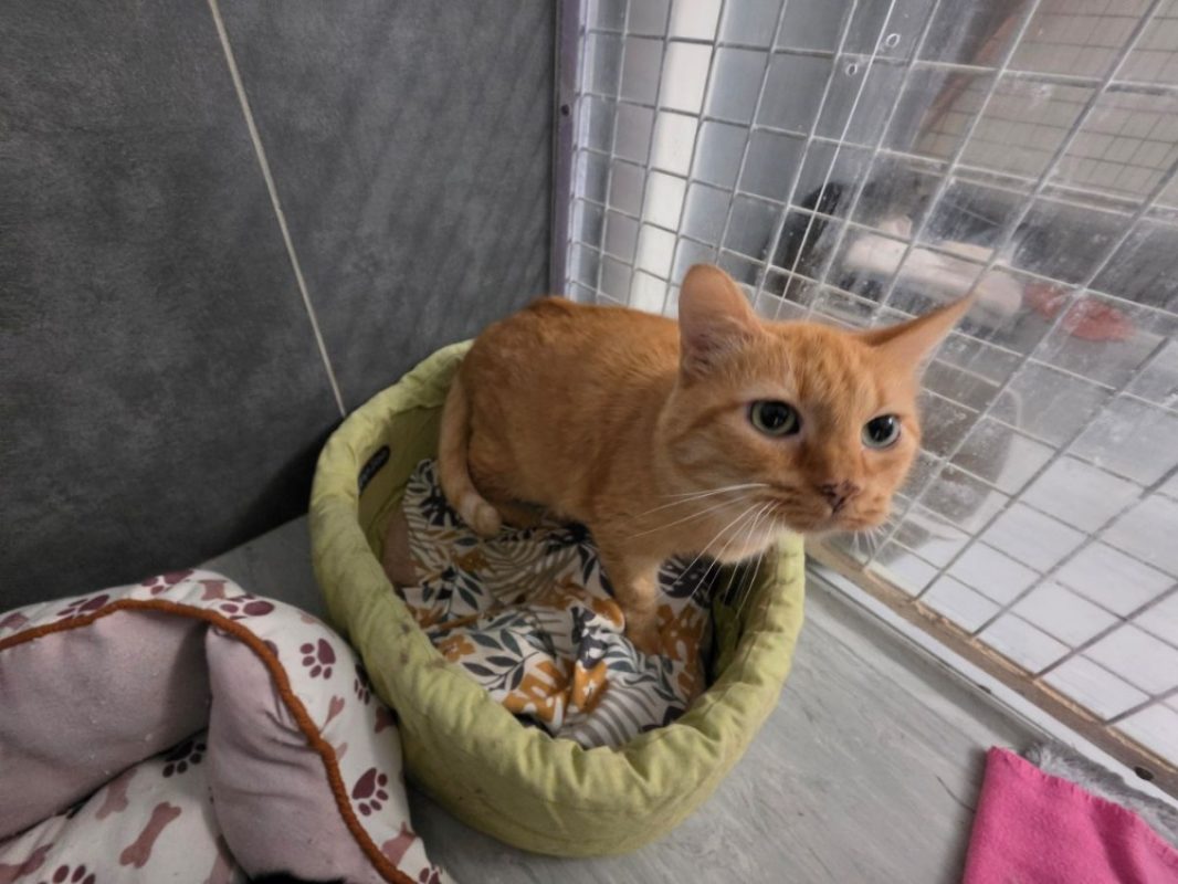 Princesse - Chat Européen à adopter