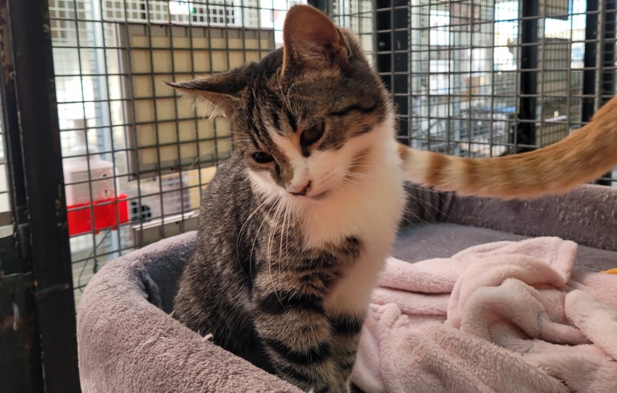 Baguette - Chat Européen à adopter