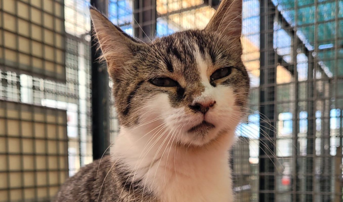 Baguette - Chat Européen à adopter - photo 2