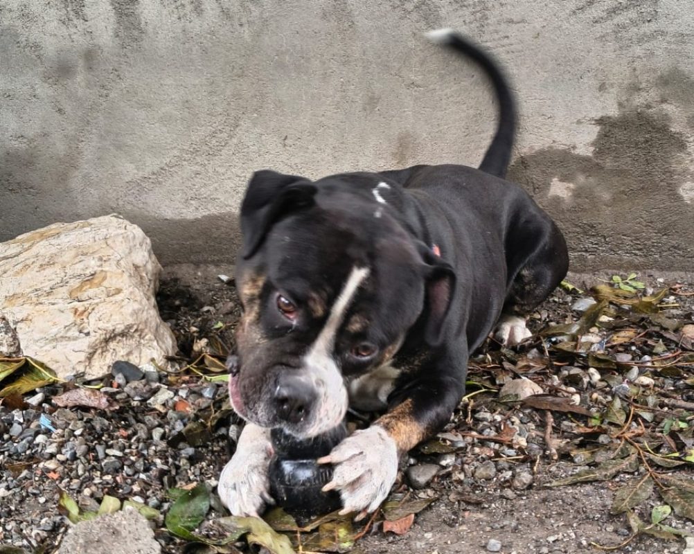 Shady - Chien American Bully à adopter