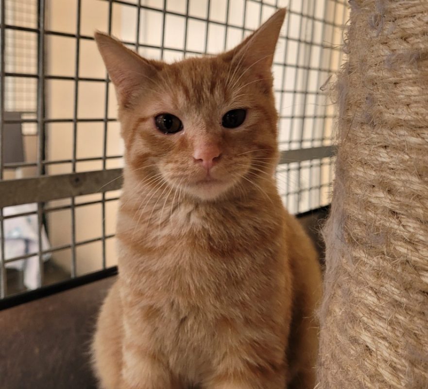 Brownie - Chat Européen à adopter