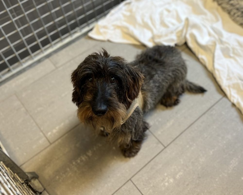 Merguez dit mickey - Chien Teckel à adopter