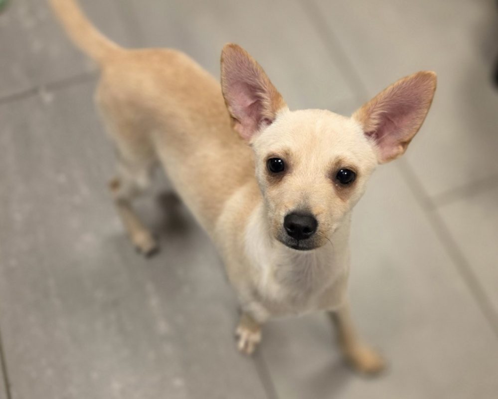 Leylo - Chien à adopter