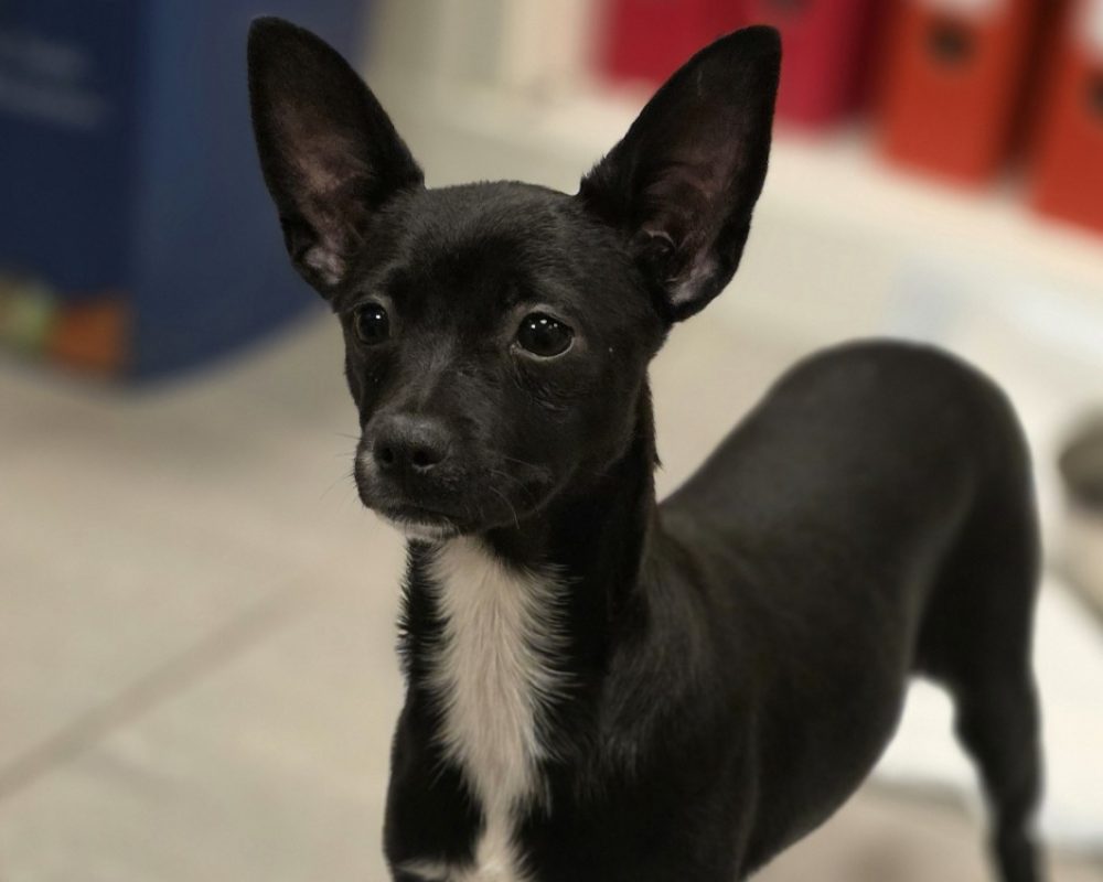 Leyla - Chien à adopter