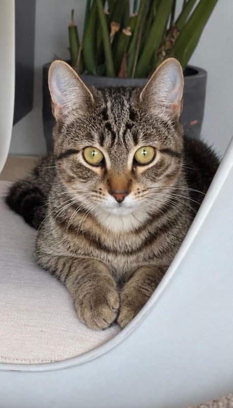 Selva - Chat à adopter - photo 2