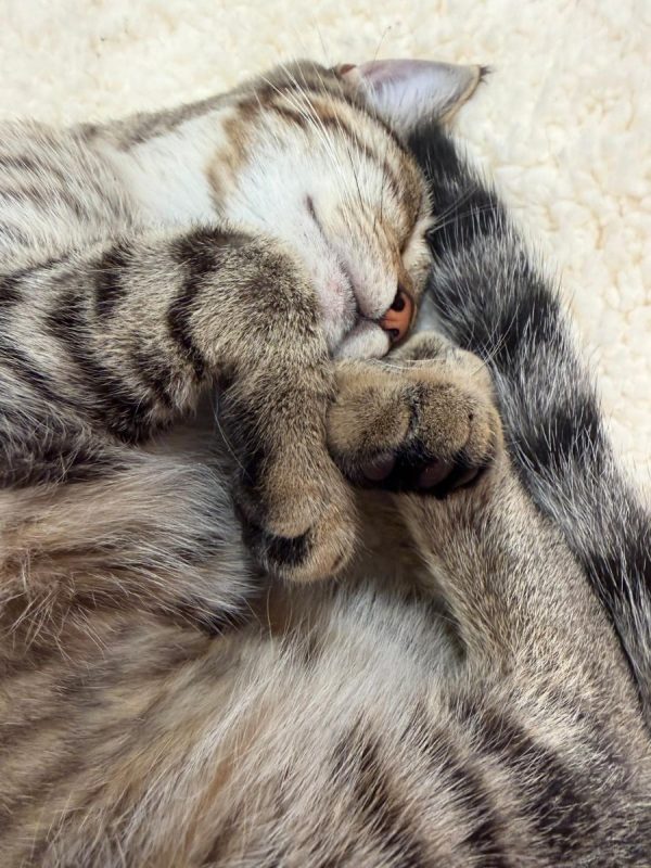 Selva - Chat à adopter - photo 7