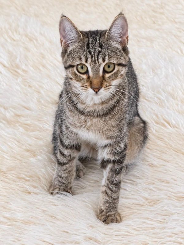 Selva - Chat à adopter - photo 4