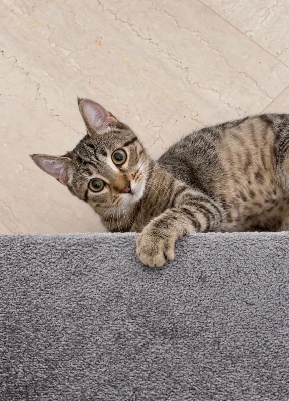 Selva - Chat à adopter - photo 6