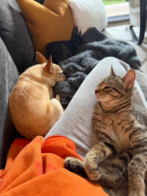 Selva - Chat à adopter - photo 5