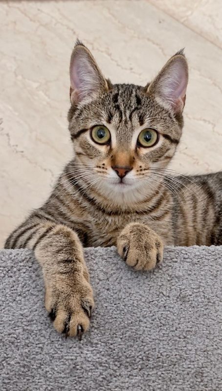 Selva - Chat à adopter