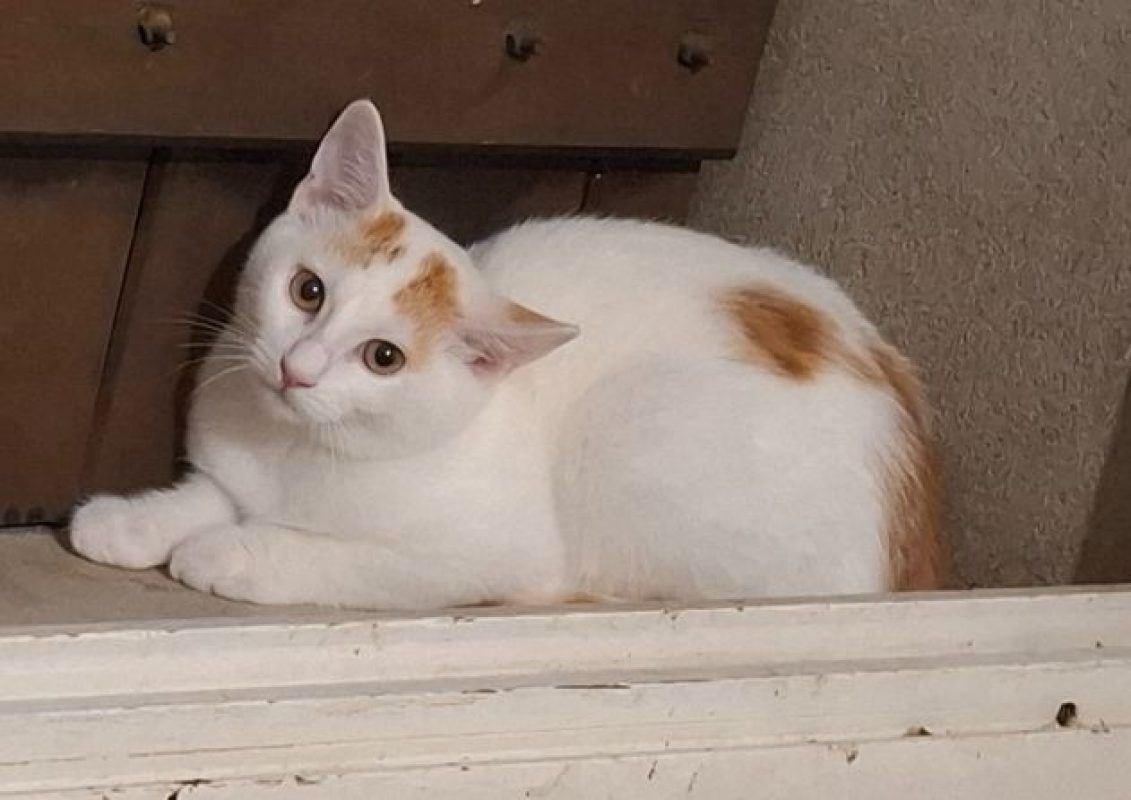 Bostock SOS - Chat Européen à adopter