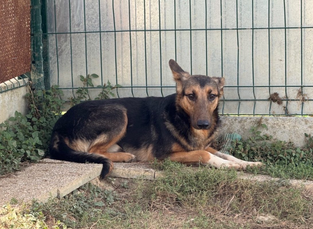 Cosmo - Chien à adopter