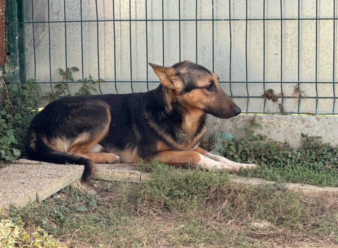 Cosmo - Chien à adopter - photo 2