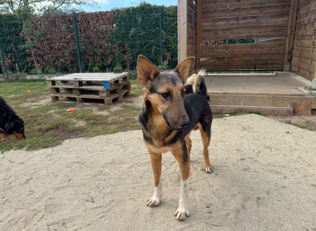 Cosmo - Chien à adopter - photo 3