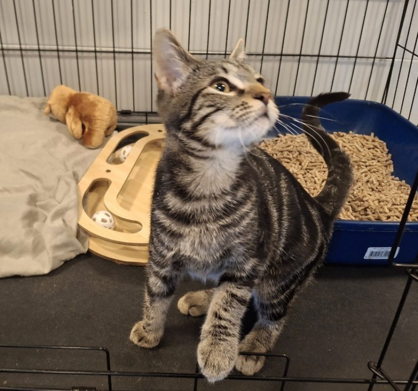 Firmin - Chat Européen à adopter