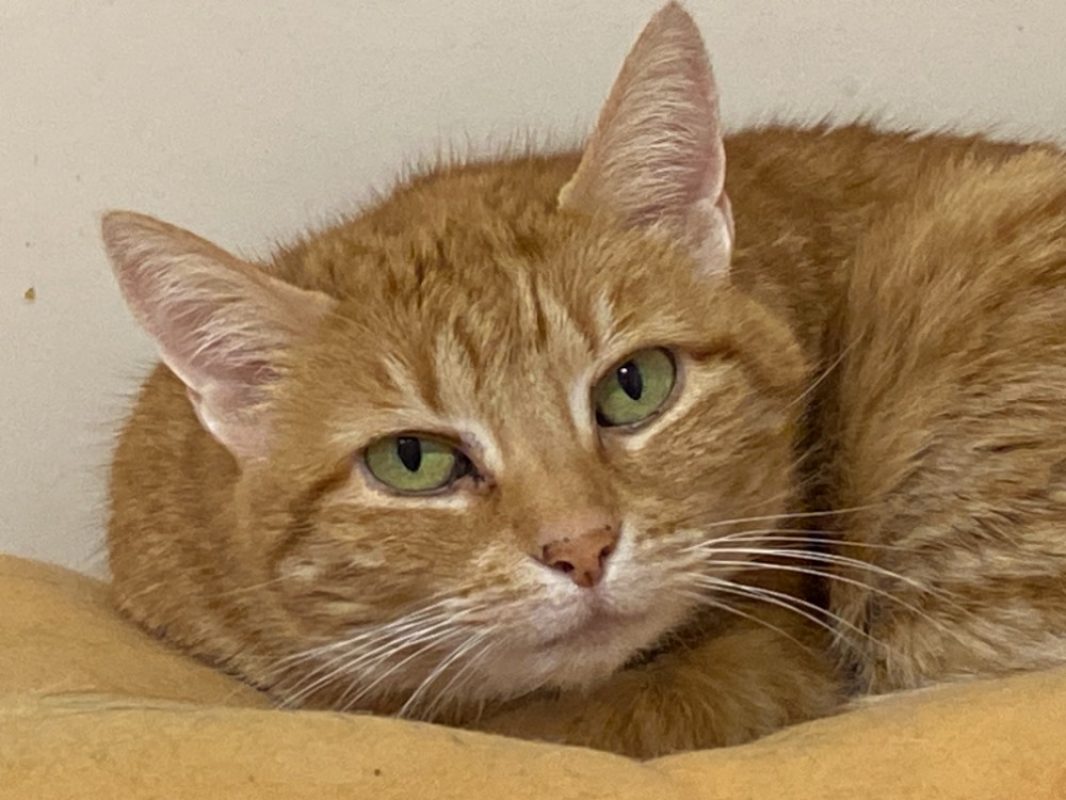 Josiane - Chat Européen à adopter