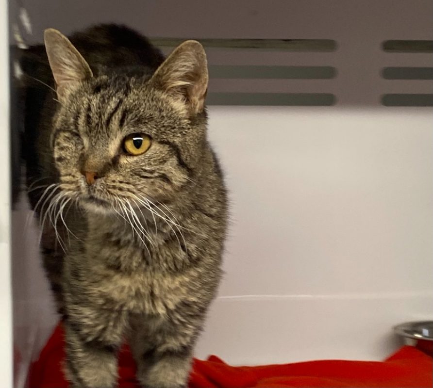 Plume - Chat Européen à adopter