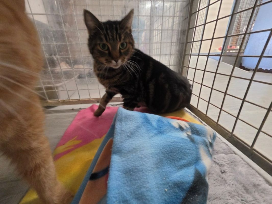 Ramses - Chat Européen à adopter