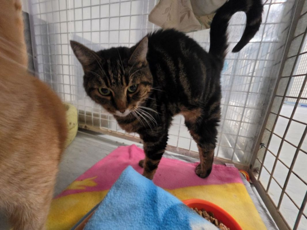 Ramses - Chat Européen à adopter - photo 2