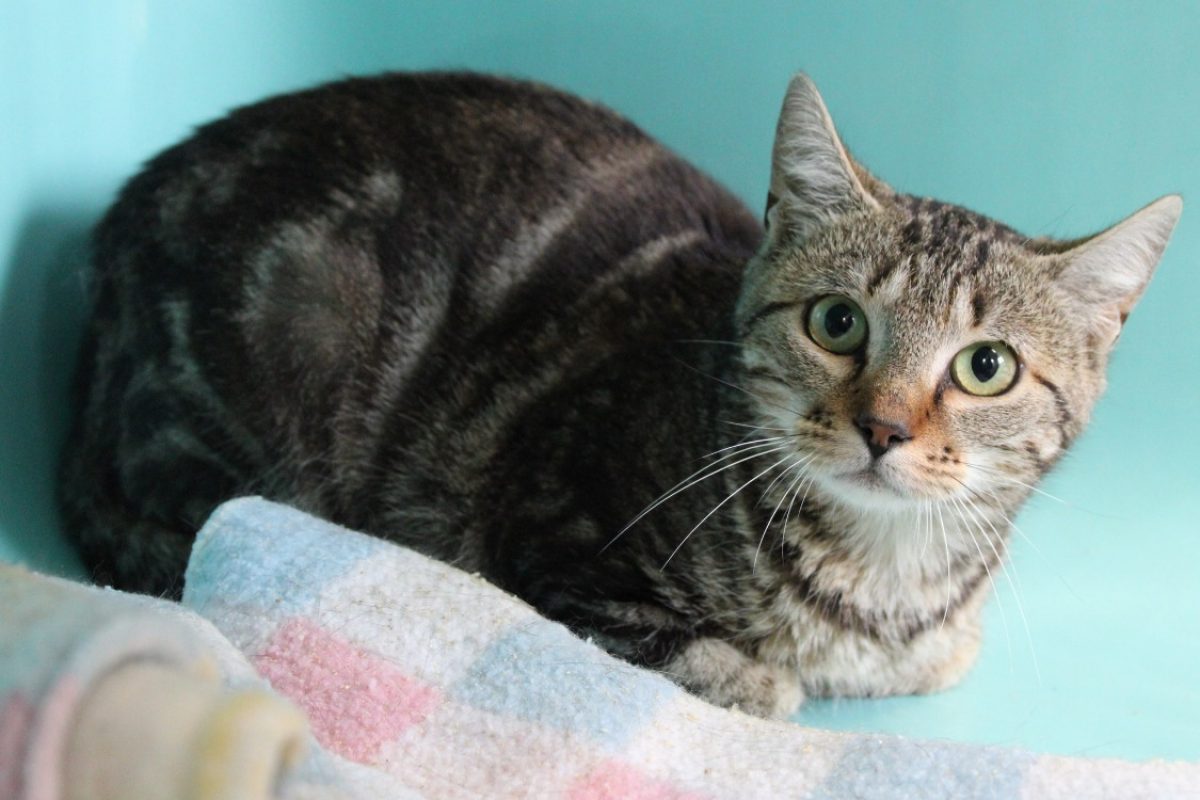 Cartouche en sos - Chat Européen à adopter - photo 2