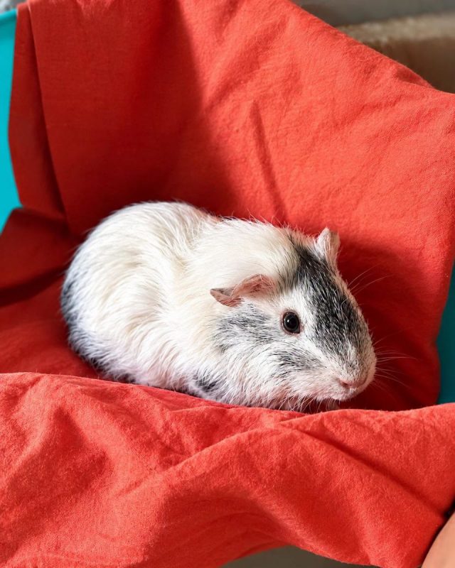 Timide - Rongeur Autre rongeur à adopter