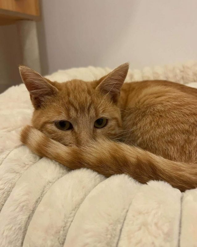 Cheddar - Chat Européen à adopter - photo 2