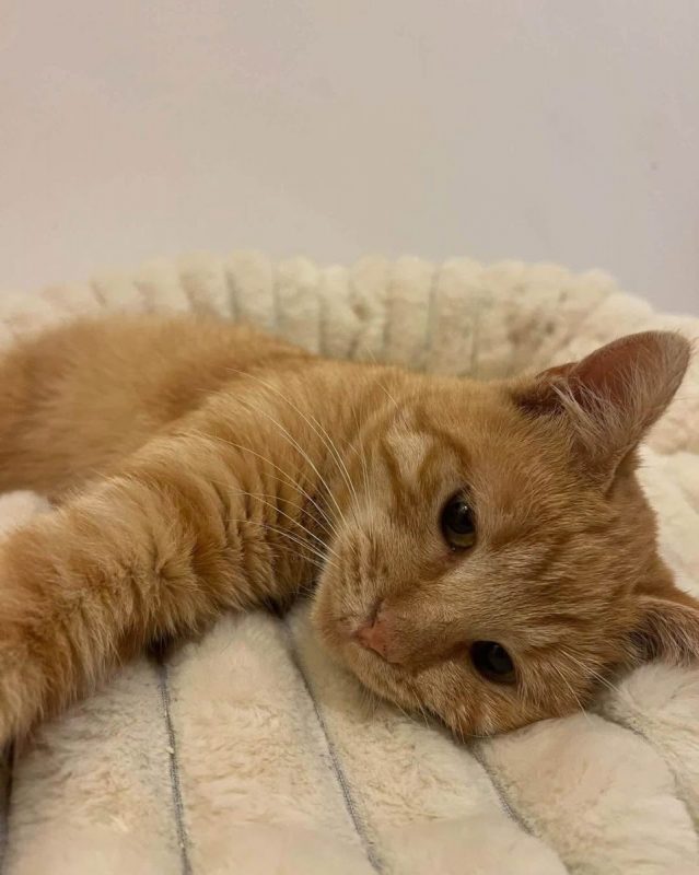 Cheddar - Chat Européen à adopter - photo 3