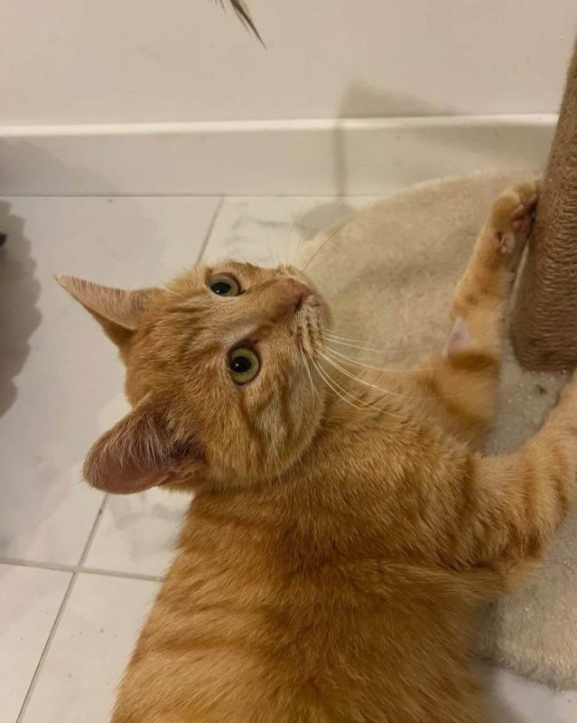 Cheddar - Chat Européen à adopter
